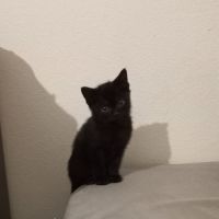 Chat tika  à l adoption