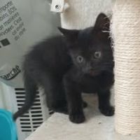 Chat tika  à l adoption #4