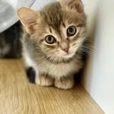 Chat doucette à l adoption