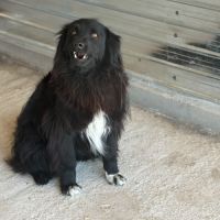 Luna rêve d'un foyer qui l'aime #5
