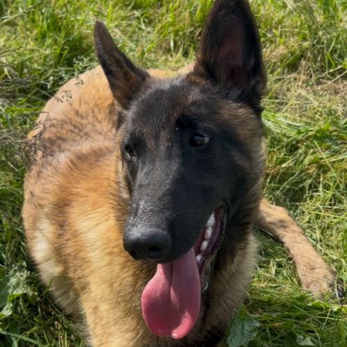 Mâle malinois