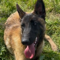 Mâle malinois