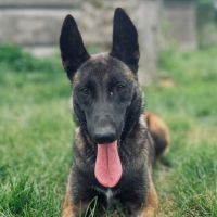 Mâle malinois