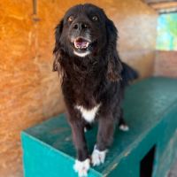 Umbra, urgent adoption, 8 ans