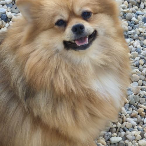 Femelle spitz adulte