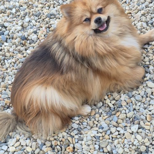 Femelle spitz adulte #3