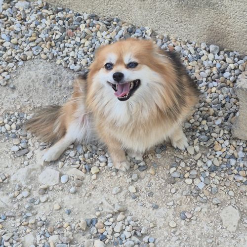 Femelle spitz adulte