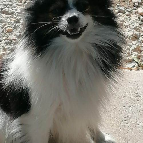 Femelle spitz adulte #2