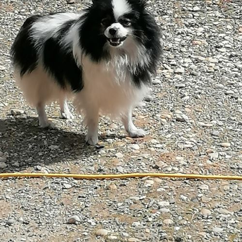 Femelle spitz adulte #0
