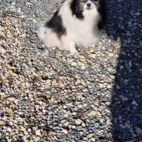Femelle spitz adulte #1