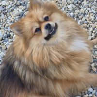 Femelle spitz adulte #1