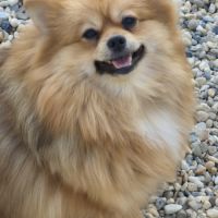 Femelle spitz adulte