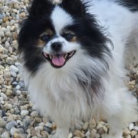 Femelle spitz adulte