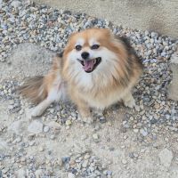 Femelle spitz adulte