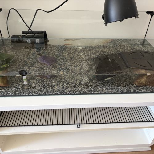 Tortue d’eau #1