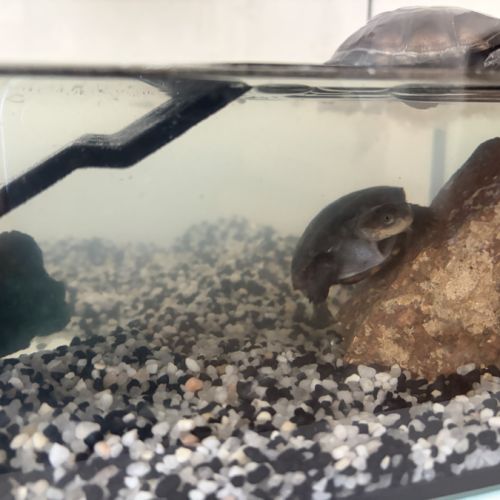 Tortue d’eau #3