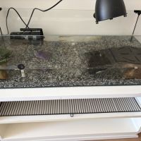 Tortue d’eau #1