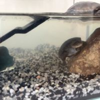 Tortue d’eau #3