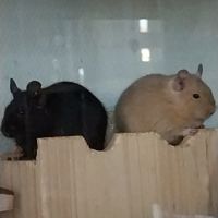 2 frères octodon
