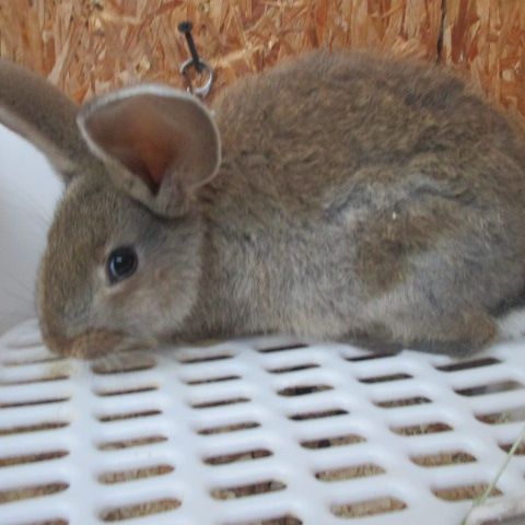 Bébé lapin géant des flandres #1