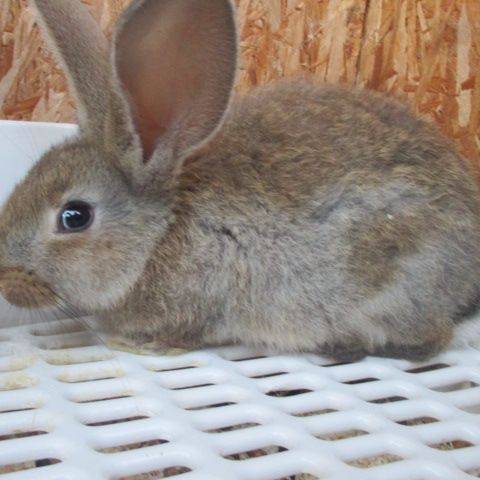 Bébé lapin géant des flandres