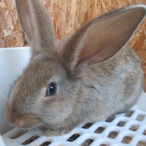 Bébé lapin géant des flandres #3