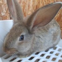 Bébé lapin géant des flandres #3