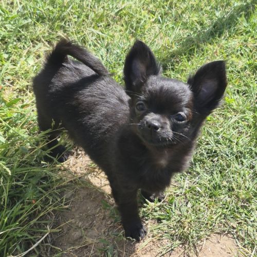 Chihuahua #2