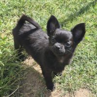 Chihuahua #2