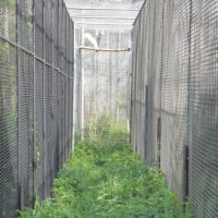 Récupère vos aras et grand cacatoès #8