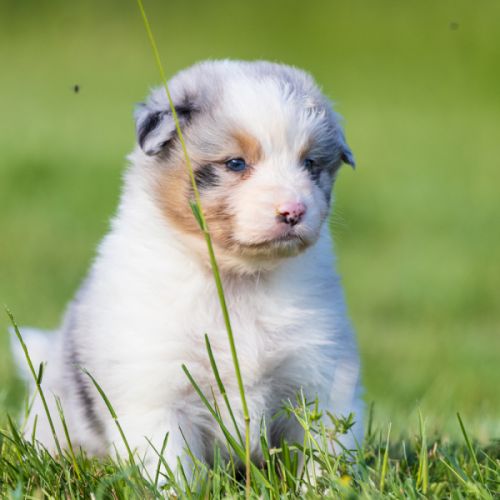 Chiots berger australien lof bleu merle & noir tri #0