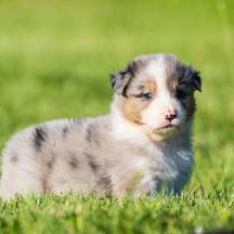 Chiots berger australien lof bleu merle & noir tri #2