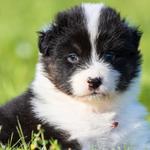 Chiots berger australien lof bleu merle & noir tri #3
