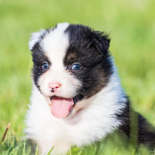 Chiots berger australien lof bleu merle & noir tri #4
