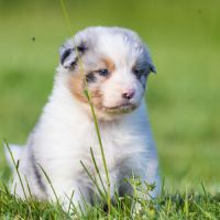 Chiots berger australien lof bleu merle & noir tri