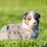 Chiots berger australien lof bleu merle & noir tri #2
