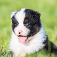 Chiots berger australien lof bleu merle & noir tri #4