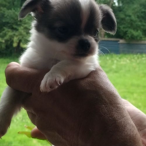 2 chiots chihuahua poils longs #1