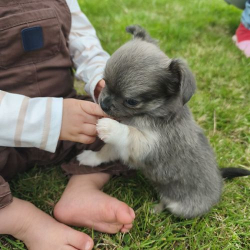 2 chiots chihuahua poils longs #3