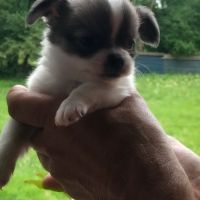 2 chiots chihuahua poils longs #1