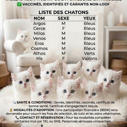 Adorables chatons british longhair blancs #1