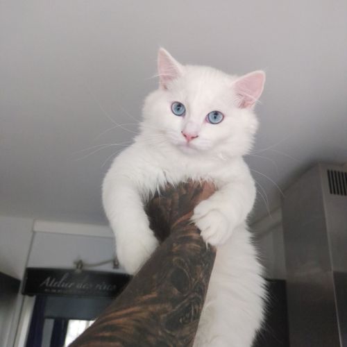 Magnifique chaton british tout blanc