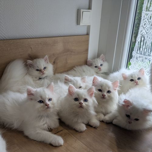 Adorables chatons british longhair blancs #0