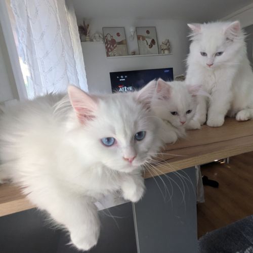 Magnifiques chatons british longhair
