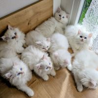 Adorables chatons british longhair blancs #2