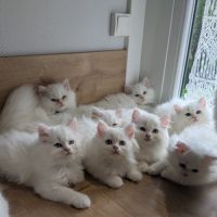 Adorables chatons british longhair blancs