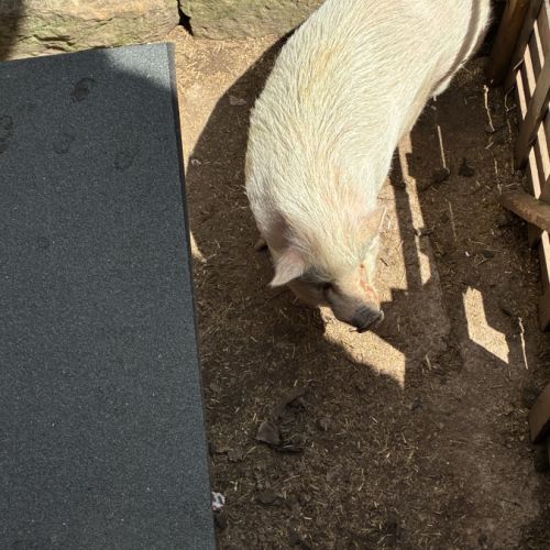 Don cochon nain #0