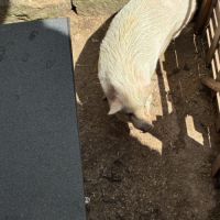 Don cochon nain