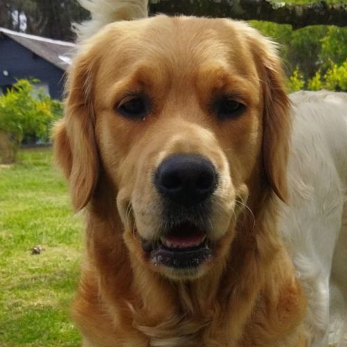 Chiots golden nés le 5 juin