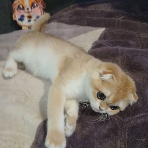 Chaton scottish fold et straight #0